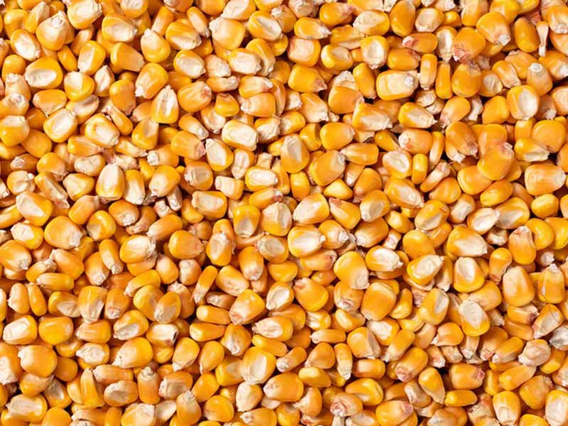 玉米粒